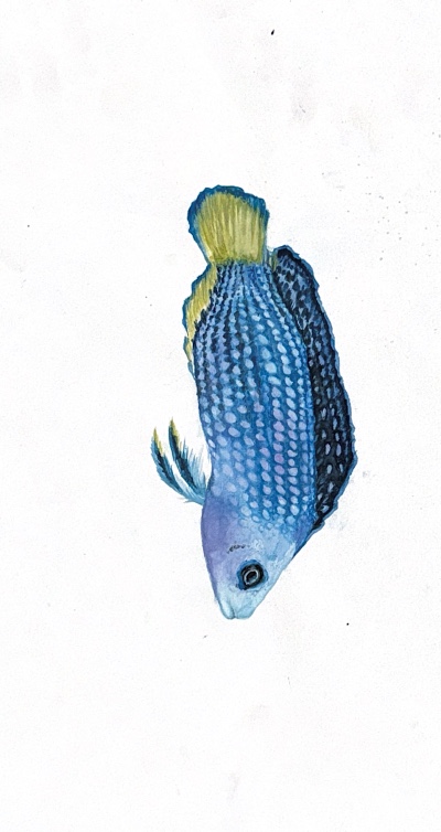 Watercolour of a blue and yellow fish