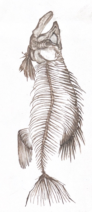 Watercolour of a fish skeleton