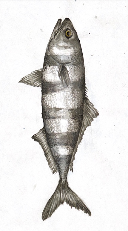 Watercolour of a striped fish